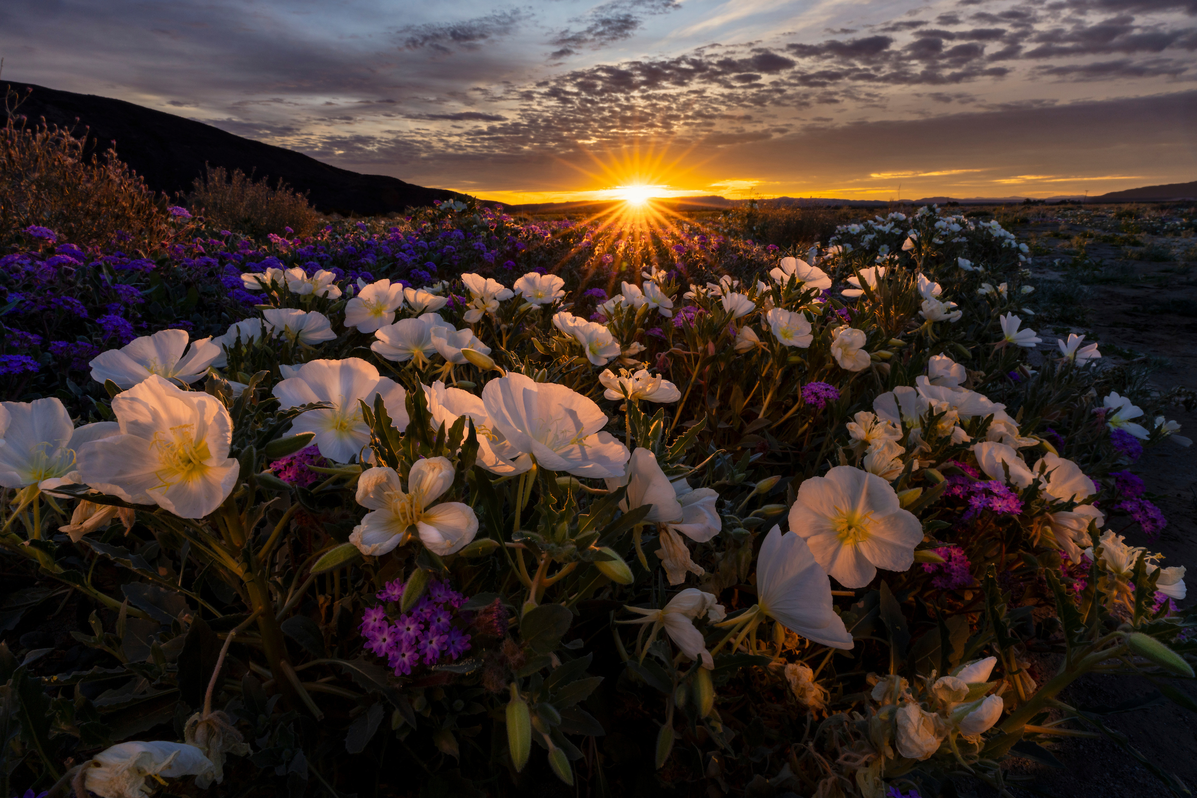 Wildflower bloom at Sunset in Anza-Borrego Desert SP, January 2026 Wildflower bloom at Sunset in Anza-Borrego Desert SP, January 2026